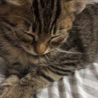 Tekir Kedi, Kedi  Kraker fotoğrafı