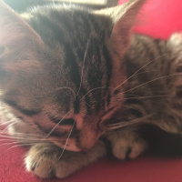 Tekir Kedi, Kedi  Kraker fotoğrafı