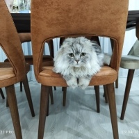 İran Kedisi (Persian), Kedi  Yorgo fotoğrafı