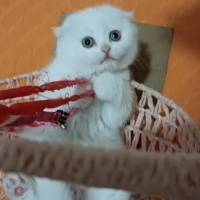 British Shorthair, Kedi  Minik fotoğrafı