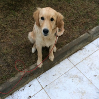 Golden Retriever, Köpek  dudu fotoğrafı