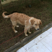 Golden Retriever, Köpek  dudu fotoğrafı
