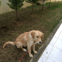 Golden Retriever, Köpek  dudu fotoğrafı