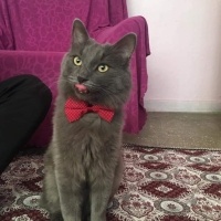 British Shorthair, Kedi  Ketty fotoğrafı