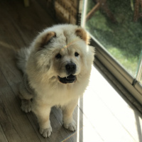 Chow Chow (çin Aslanı), Köpek  Patulya fotoğrafı