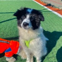 Border Collie, Köpek  Mays fotoğrafı