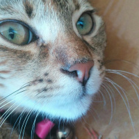 Tekir Kedi, Kedi  Hera fotoğrafı