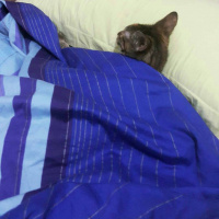 Tekir Kedi, Kedi  Hera fotoğrafı