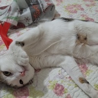 Tekir Kedi, Kedi  Minnoş fotoğrafı
