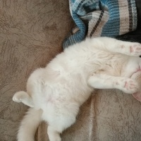 British Shorthair, Kedi  Mia fotoğrafı