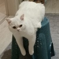 British Shorthair, Kedi  Mia fotoğrafı