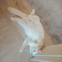 British Shorthair, Kedi  Mia fotoğrafı