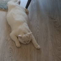 British Shorthair, Kedi  Mia fotoğrafı