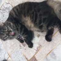 Tekir Kedi, Kedi  Minnoş fotoğrafı