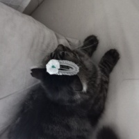 Tekir Kedi, Kedi  Minnoş fotoğrafı