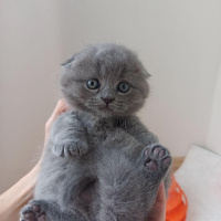 British Shorthair, Kedi  Havuç fotoğrafı