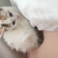 Tekir Kedi, Kedi  Size kalmış :) fotoğrafı
