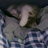 Tekir Kedi, Kedi  Mars fotoğrafı
