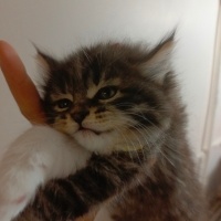 Tekir Kedi, Kedi  Mars fotoğrafı