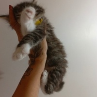 Tekir Kedi, Kedi  Mars fotoğrafı