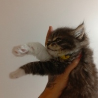 Tekir Kedi, Kedi  Mars fotoğrafı