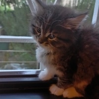 Tekir Kedi, Kedi  Mars fotoğrafı