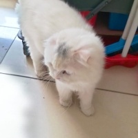 British Longhair, Kedi  Koko fotoğrafı