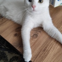 Van Kedisi, Kedi  Askim fotoğrafı