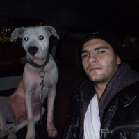 Dogo Arjantin, Köpek  Robi fotoğrafı