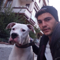 Dogo Arjantin, Köpek  Robi fotoğrafı