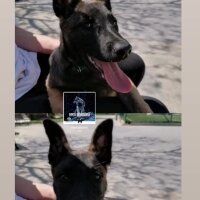 Belçika Malinois, Köpek  Hera fotoğrafı