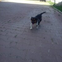 Jack Russell Terrier, Köpek  Ponçik fotoğrafı