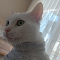 Van Kedisi, Kedi  Oreo fotoğrafı