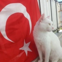 Van Kedisi, Kedi  Oreo fotoğrafı