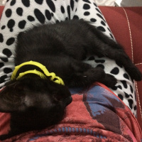 Bombay, Kedi  GOMİS fotoğrafı