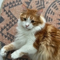 Norwegian Forest, Kedi  Leo fotoğrafı