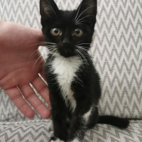 Tekir Kedi, Kedi  Zeytin fotoğrafı