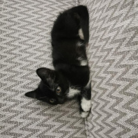 Tekir Kedi, Kedi  Zeytin fotoğrafı