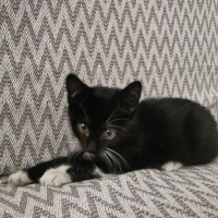 Tekir Kedi, Kedi  Zeytin fotoğrafı