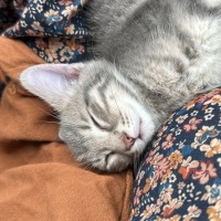 Tekir Kedi, Kedi  Bulut fotoğrafı