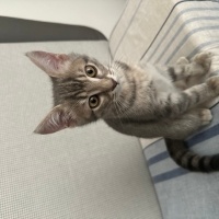 Tekir Kedi, Kedi  Bulut fotoğrafı