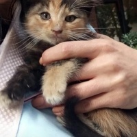 Tekir Kedi, Kedi  Minnak fotoğrafı