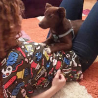 Sokö (Sokak Köpeği), Köpek  Dore fotoğrafı