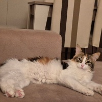 Tekir Kedi, Kedi  Boyoz fotoğrafı