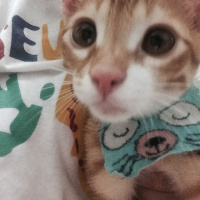Tekir Kedi, Kedi  misk•et fotoğrafı