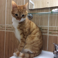 Tekir Kedi, Kedi  misk•et fotoğrafı