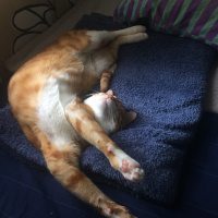 Tekir Kedi, Kedi  misk•et fotoğrafı
