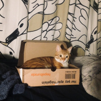 Tekir Kedi, Kedi  misk•et fotoğrafı