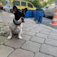 Fransız Bulldog, Köpek  Milka fotoğrafı