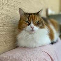 Tekir Kedi, Kedi  Ash fotoğrafı